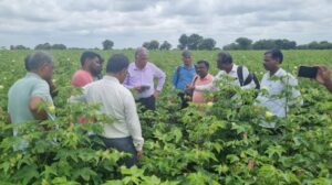 Promotion of Extra Large Staple cotton in Mysore and Haveri districts